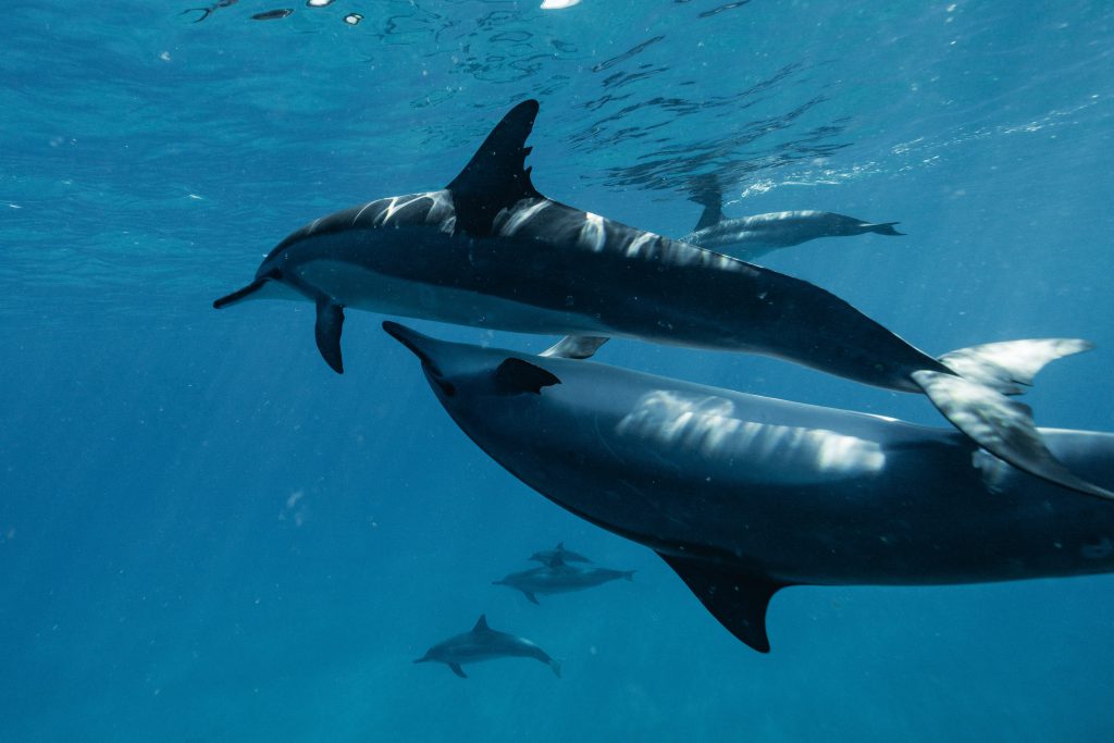 Swimming with dolphins in Mauritius